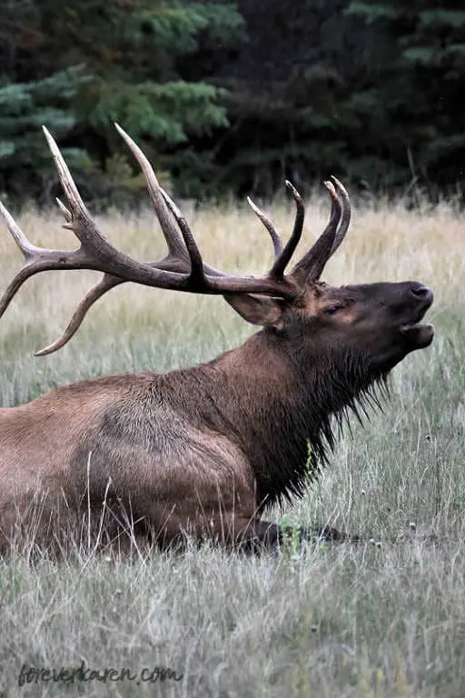 A bull elk calling during rutting season