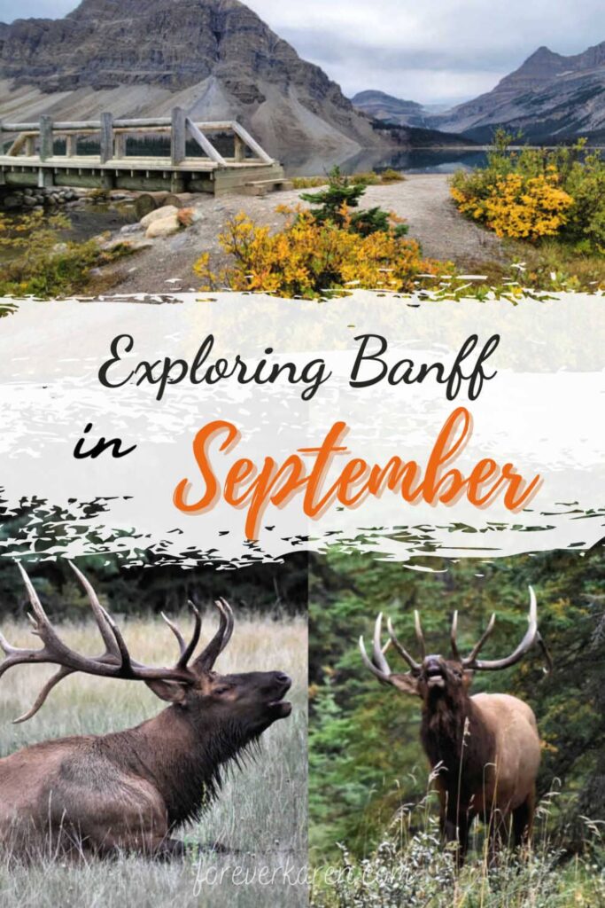 Fall colors at Bow Lake and Bull elk calling during rutting season in September