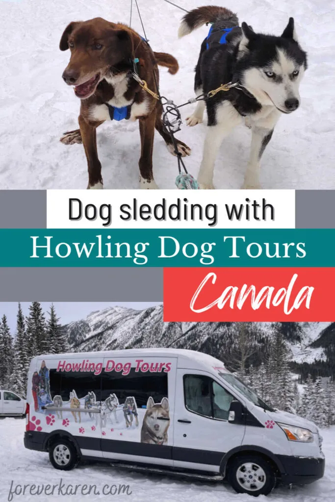 A couple of sled dogs and a Howling Dogs Tour van in Canmore, Alberta
