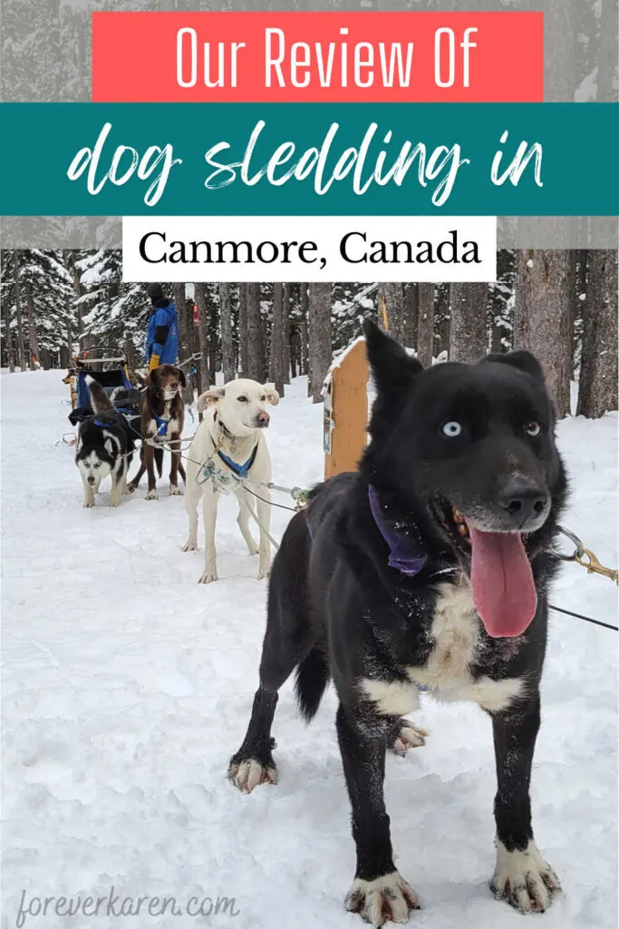 A dog sledding team in the Spay Lakes area of Canmore, Alberta