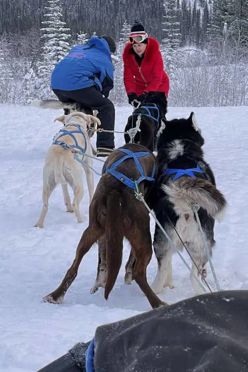 Attaching the sled dogs