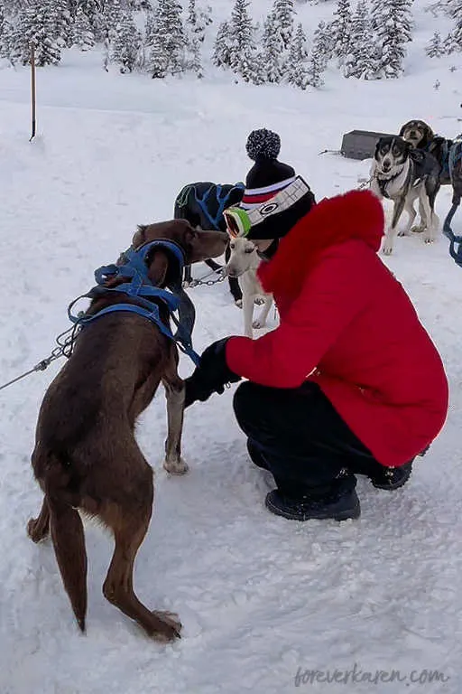 Harnessing the sled dogs