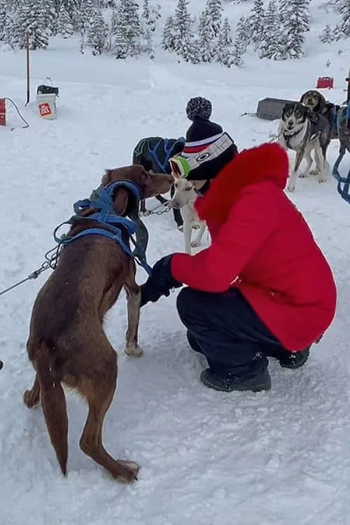 Karen harnessing one of the sled dogs