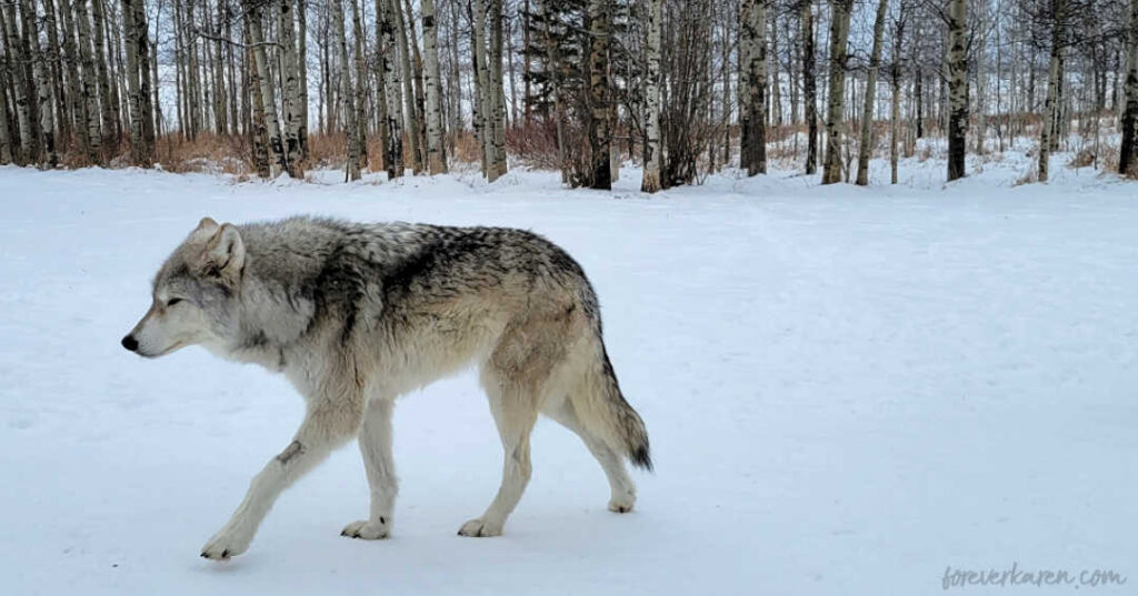 Kuna at the Yamnuska Wolfdog Sanctuary