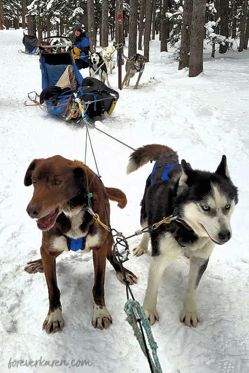 Dog sledding supplies hotsell