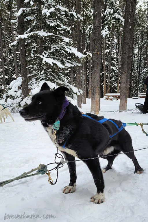 Ryder, one of our sled dogs