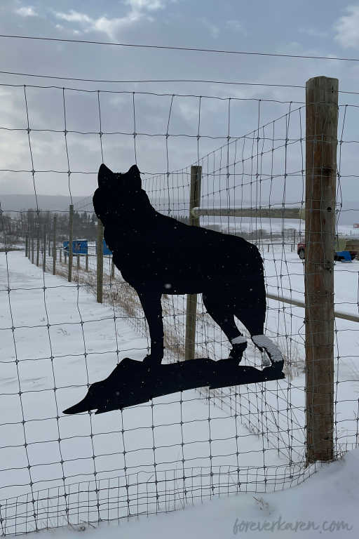 Yamnuska Wolfdog Sanctuary fence silhouettes