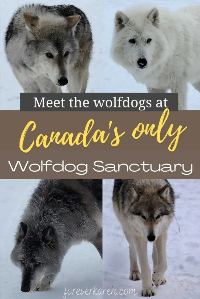 Four wolfdogs from the Yamnuska Wolfdog Sanctuary in Cochrane, Alberta