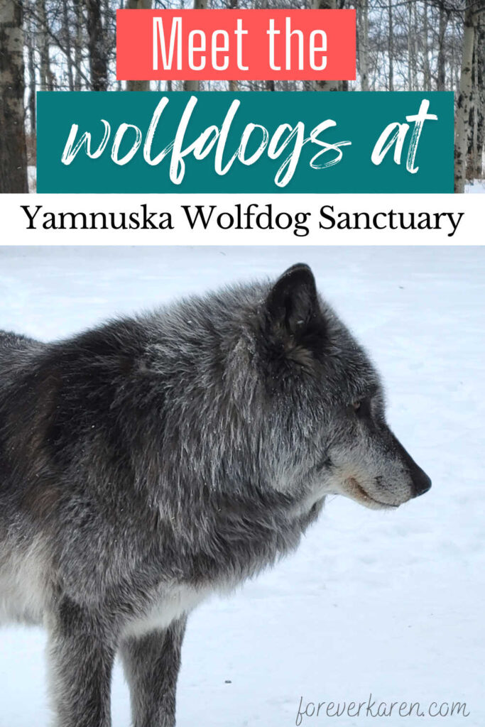 Zeus, a high content wolfdog from Yamnuska Wolfdog Sanctuary