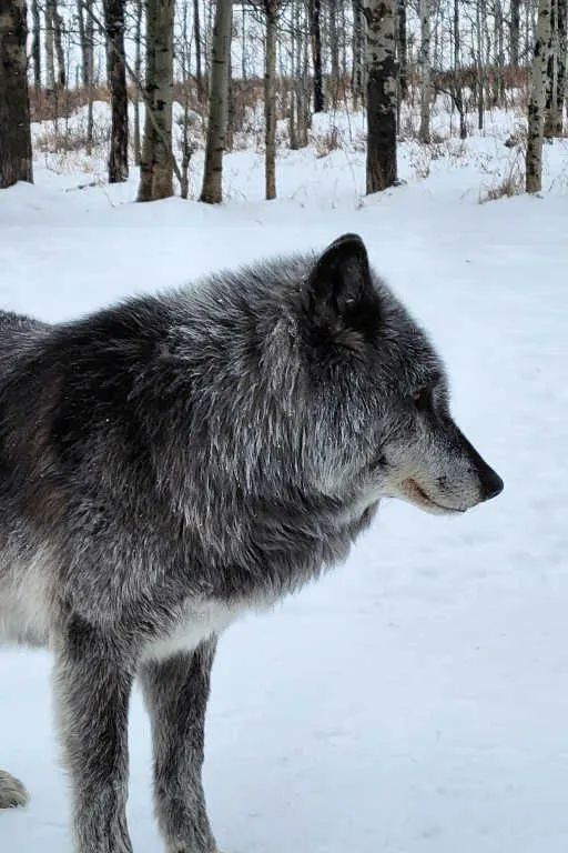 Zeus, one of Yamnuska Wolfdog Sanctuary's older wolfdogs