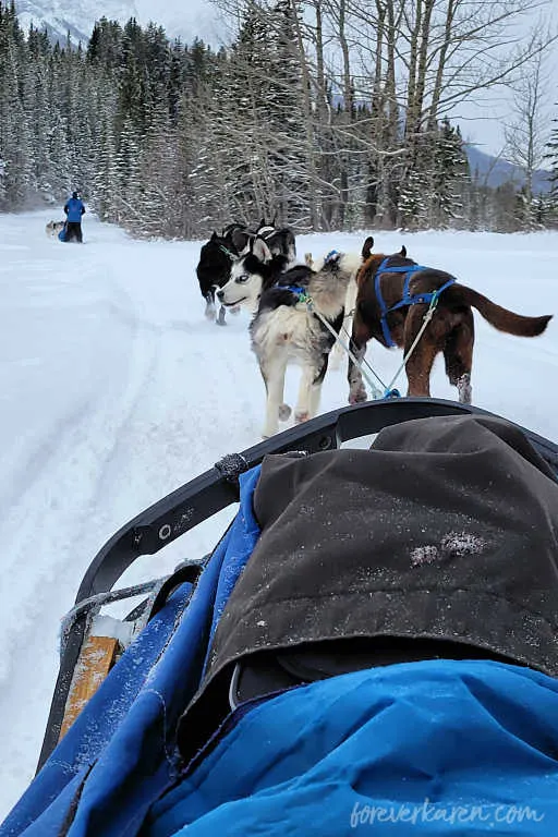 Dog sledding in Canmore, with Howling Dog Tours