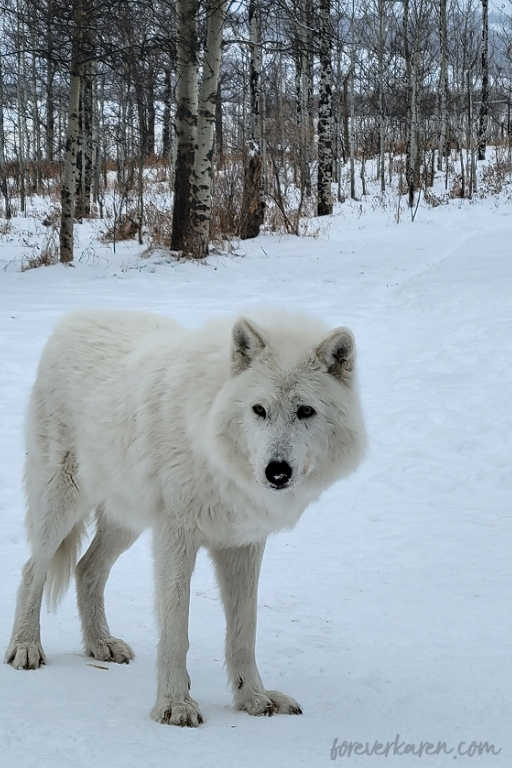 Nova, a high-content wolfdog from the Yamnuska Wolfdog Sanctuary