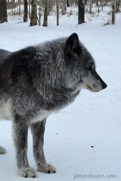 Zeus, a high-content wolfdog from the Yamnuska Wolfdog Sanctuary