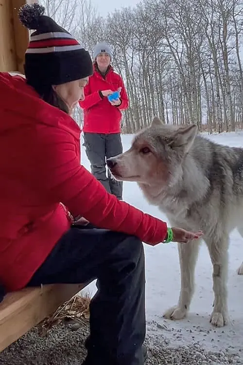 Feeding Kuna, a high content wolfdog at the Yamnuska Wolfdog Sanctuary