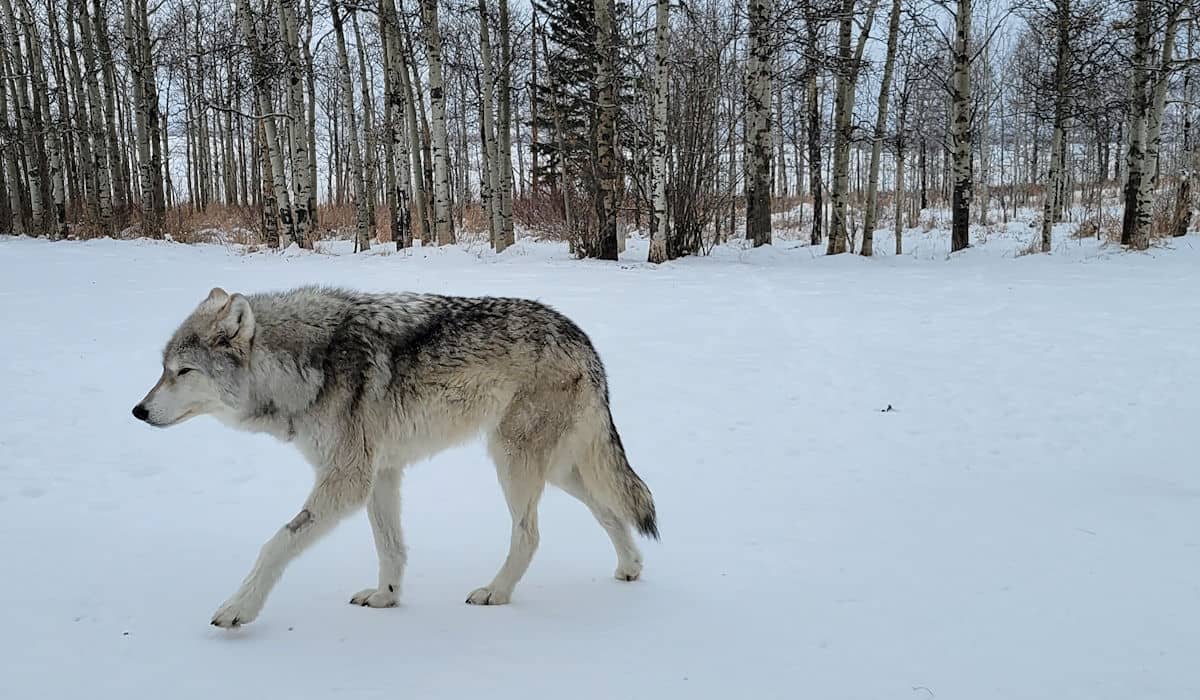 Kuna at the Yamnuska Wolfdog Sanctuary
