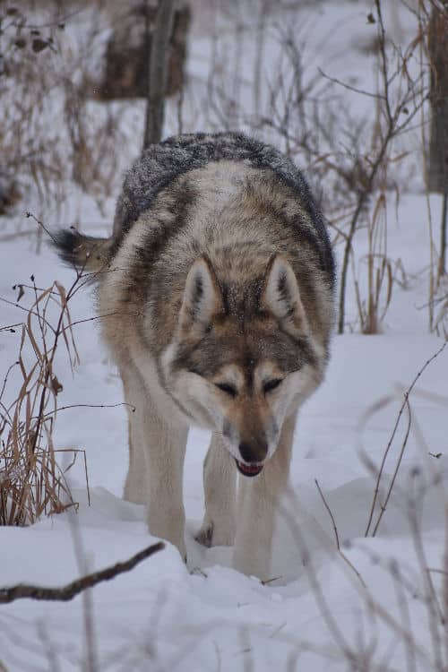 One of the sanctuary's wolfdogs