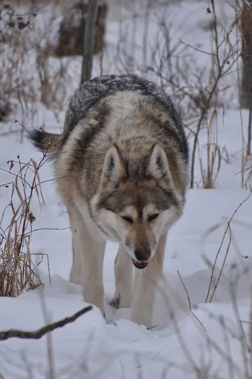 One of the sanctuary's wolfdogs