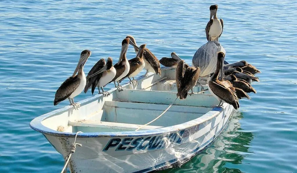 Brown Pelicans, Cabo San Lucas