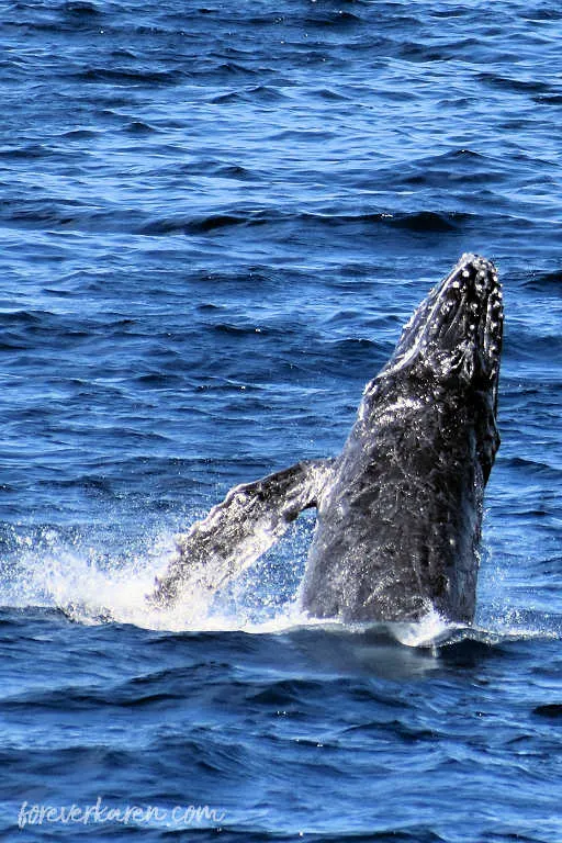 Mexico whale watching