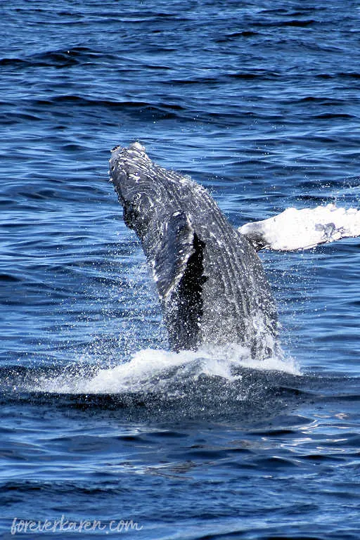 A humpback whale breaching 