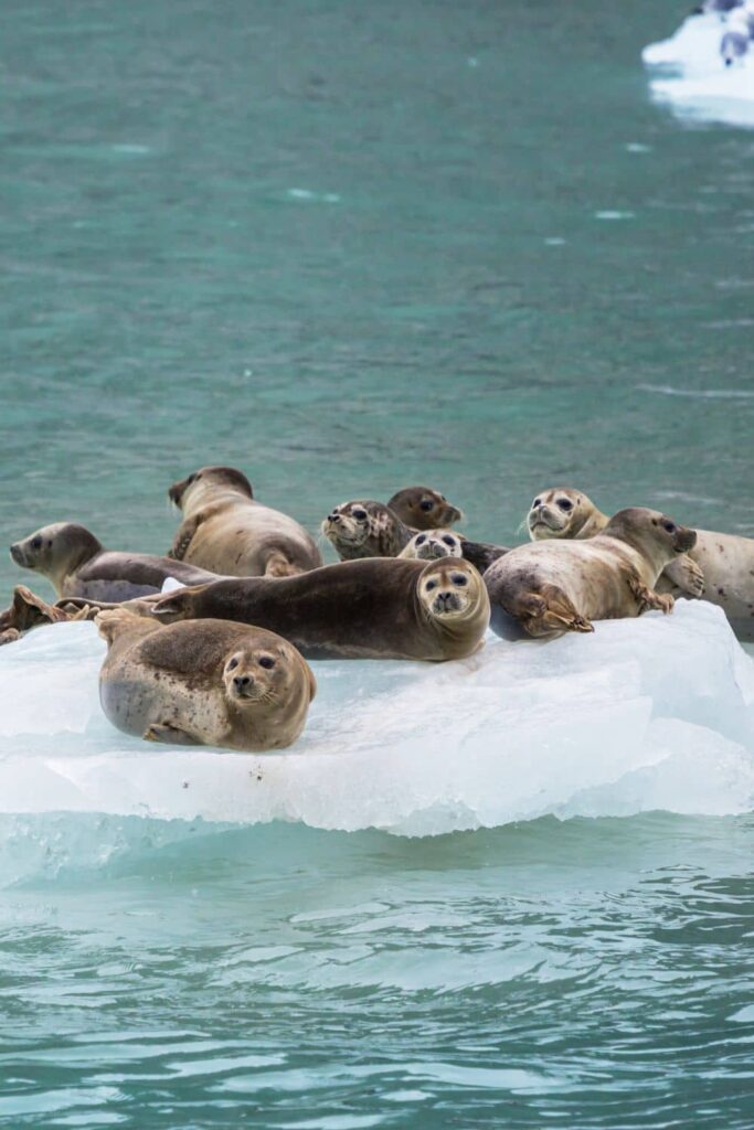 Harbor seals spotted on an iceberg in Alaska in May