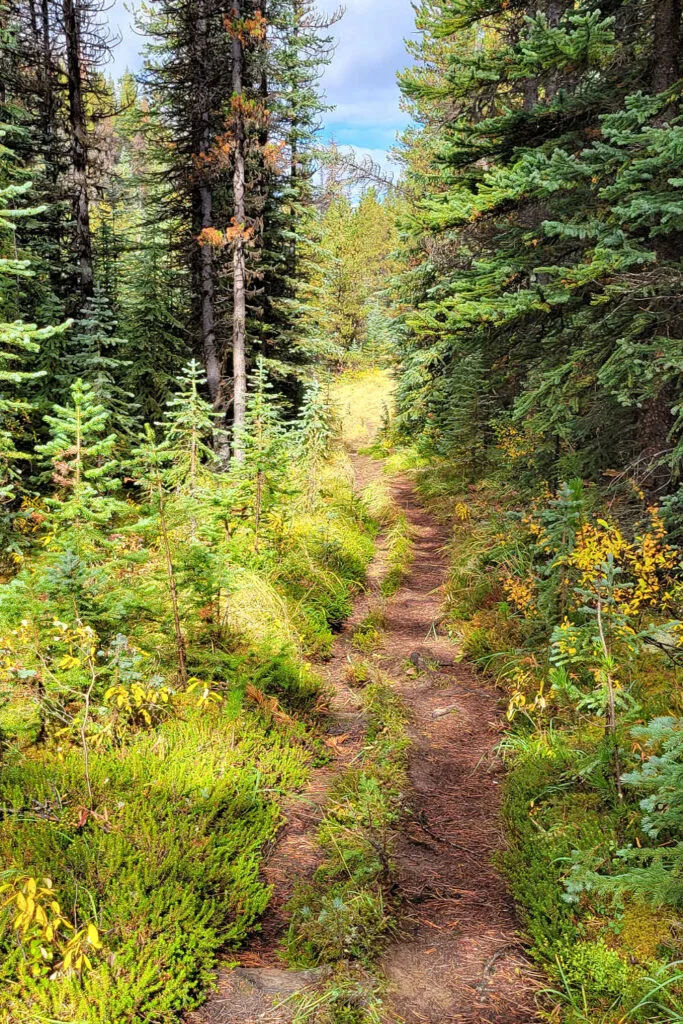 Unmaintained section of Moose Lake trail in Jasper