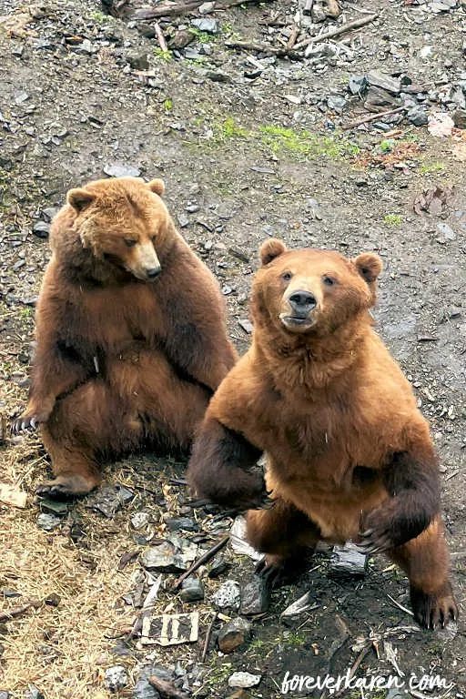 Coastal brown bears at Fortress of the Bear in Sitka, Alaska