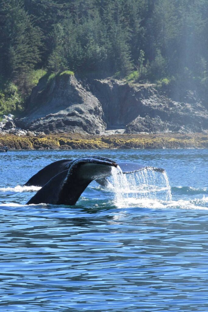 Humpback whale tales spotted on a whale watching tour in Juneau