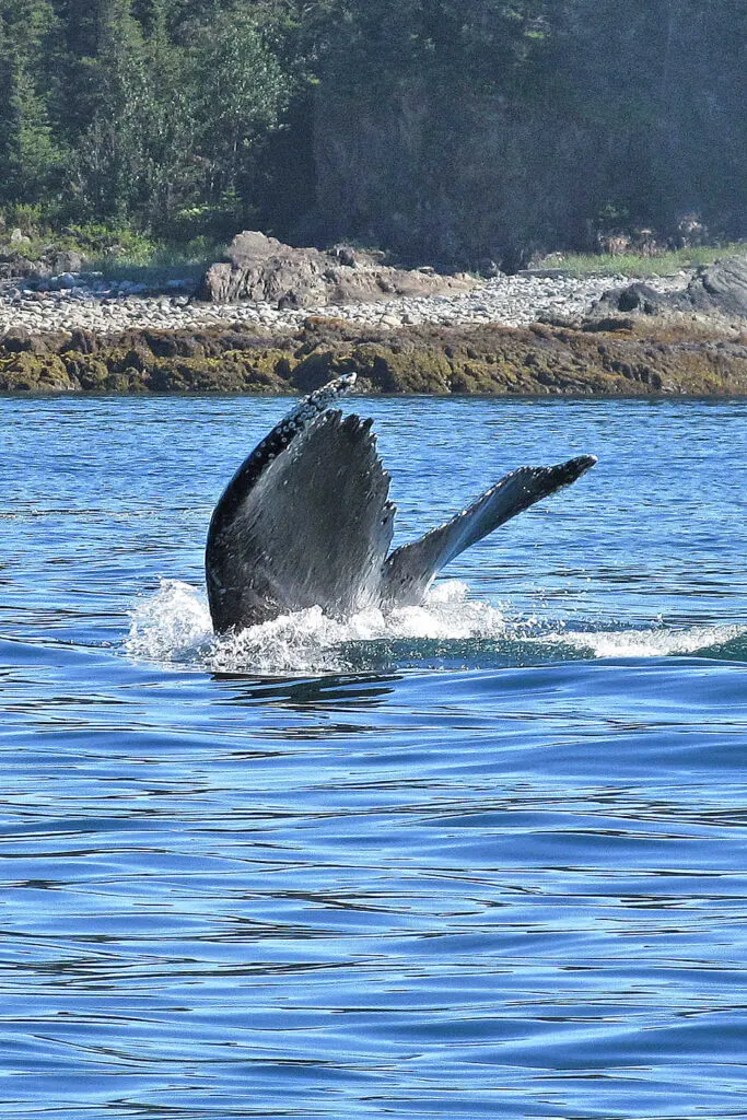 a humpback whale near Juneau
