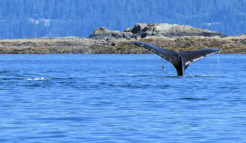 A humpback whale tail, seen whale watching in Juneau