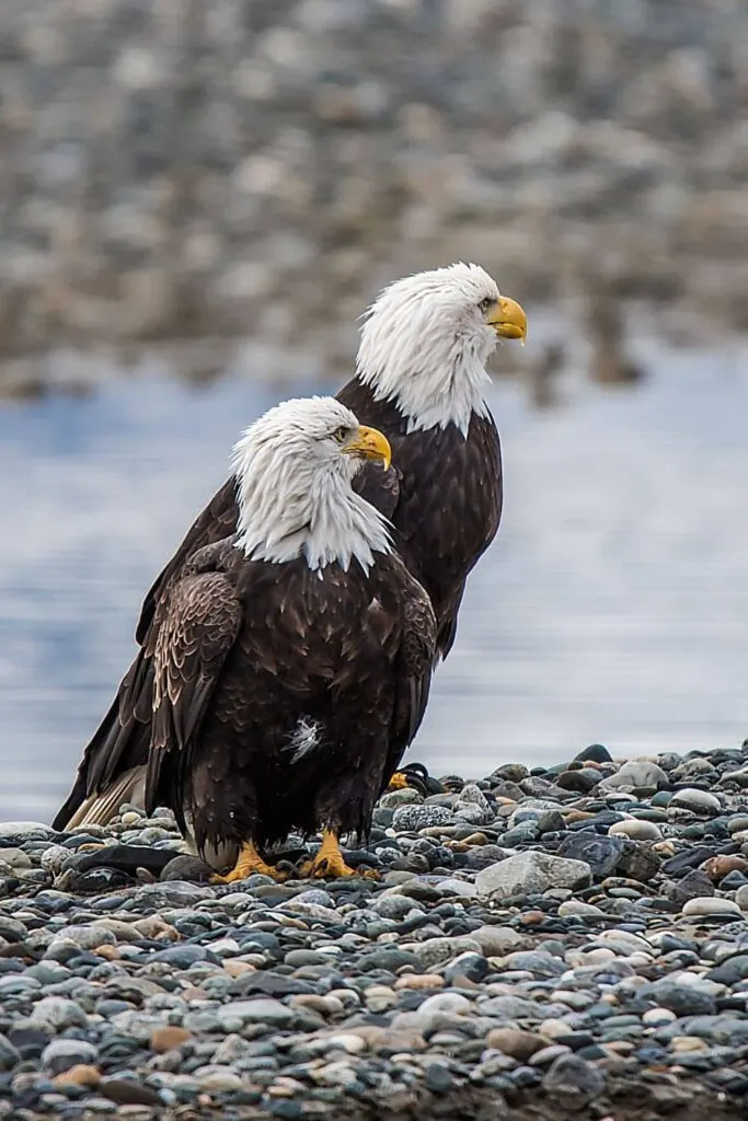 Eagles at the Bald Eagle Preserve in Haines