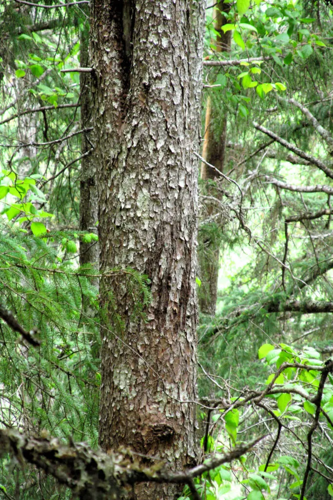 Bear claw marks on a tree in Skagway