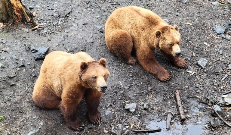 Fortress of the Bear coastal brown bears