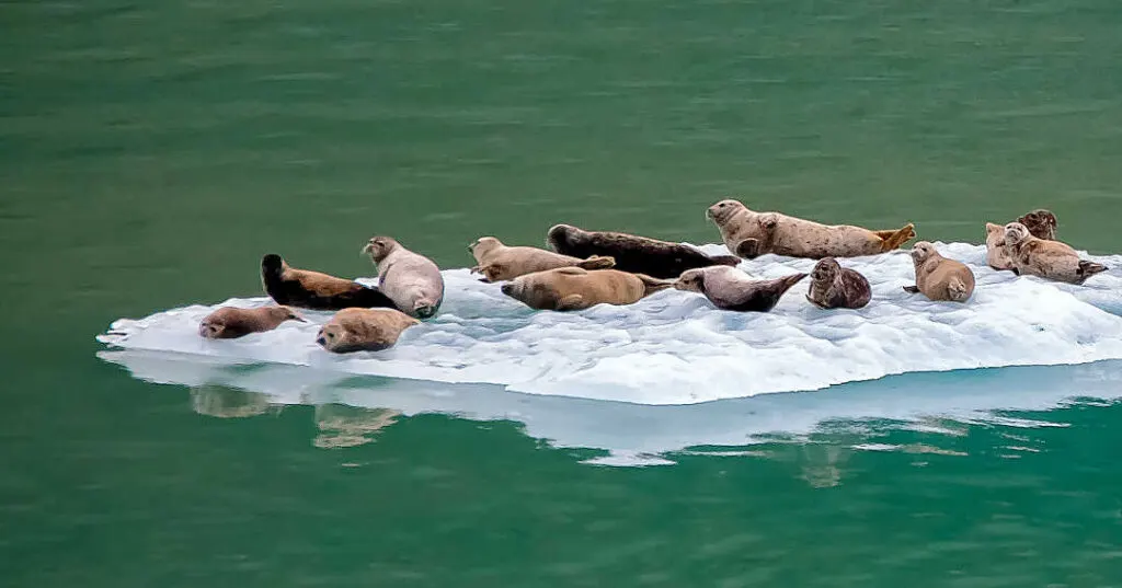 Harbor seals on an iceberg at Tracy Arm