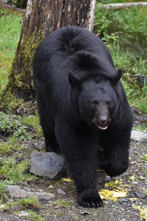 One of the sanctuary's black bears