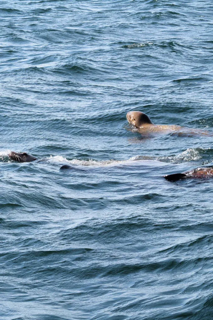 Sea lions in Skagway