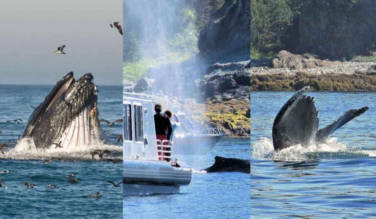 8 Great Reasons To Take A Juneau Whale Watching Tour