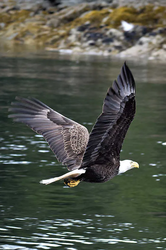 A bald eagle ready to retrieve a fish
