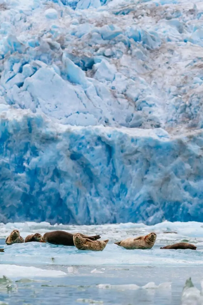 Harbor seals on an iceberg at Tracy Arm