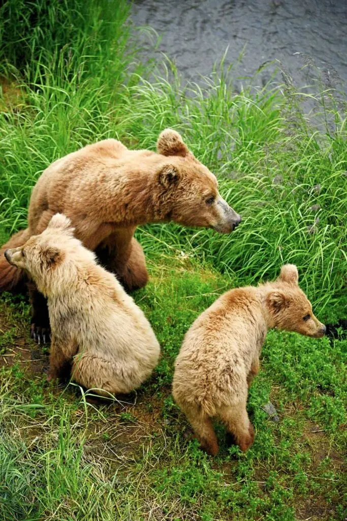 A coastal brown bear family