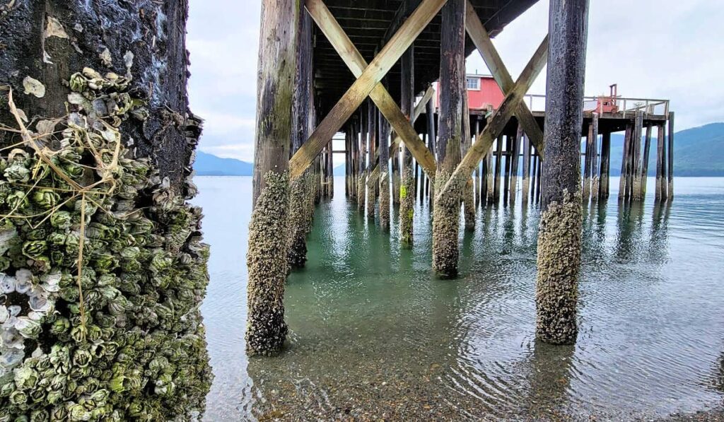 Barnacle-clad pilings under the pier in Icy Strait Point