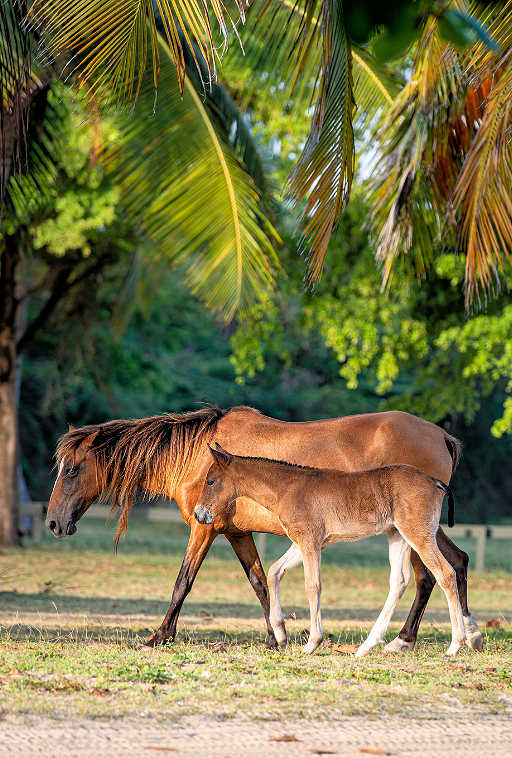 Horses on Vieques Island