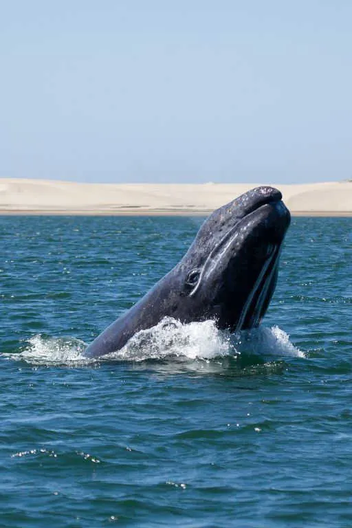 A surfacing humpback in Puerto Vallarta, Mexico