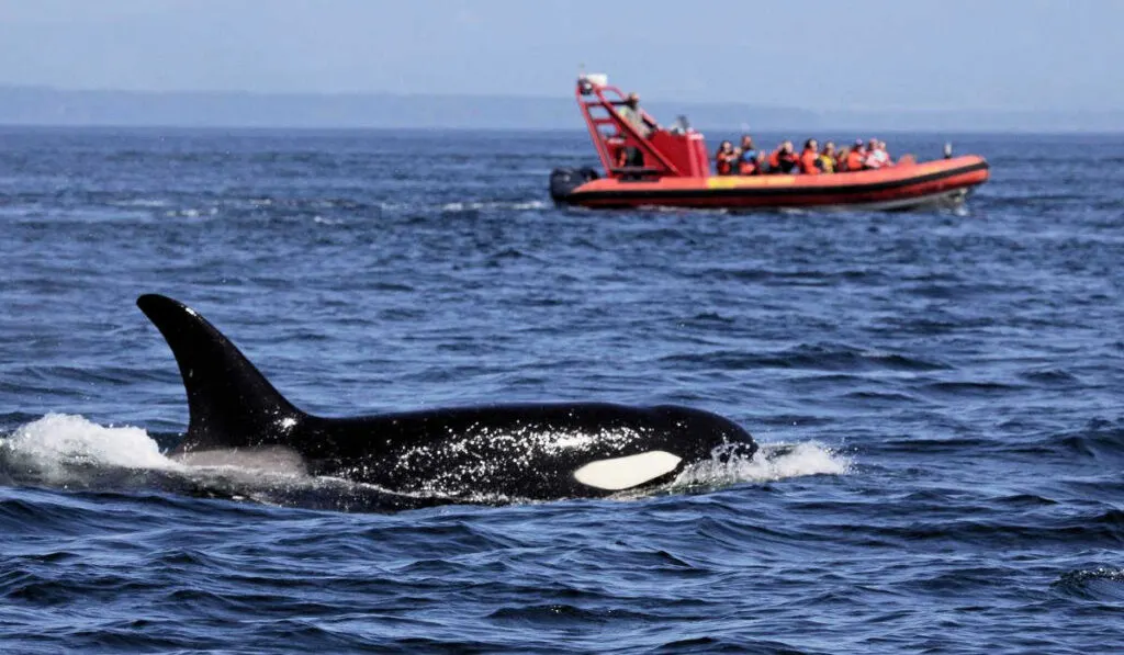 An orca spotted on a whale-watching tour off the west coast of Vancouver