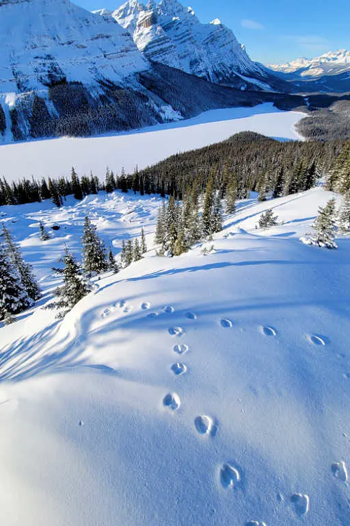 Animal tracks at the Bow Summit lookout