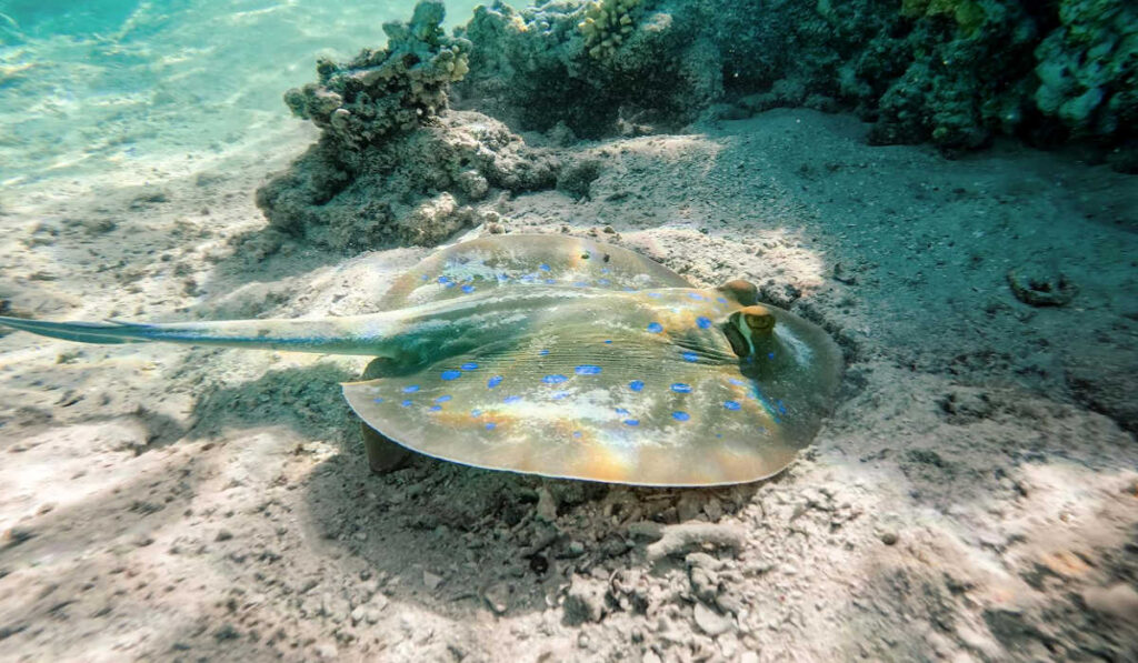 Blue spotted stingray on the ocean floor