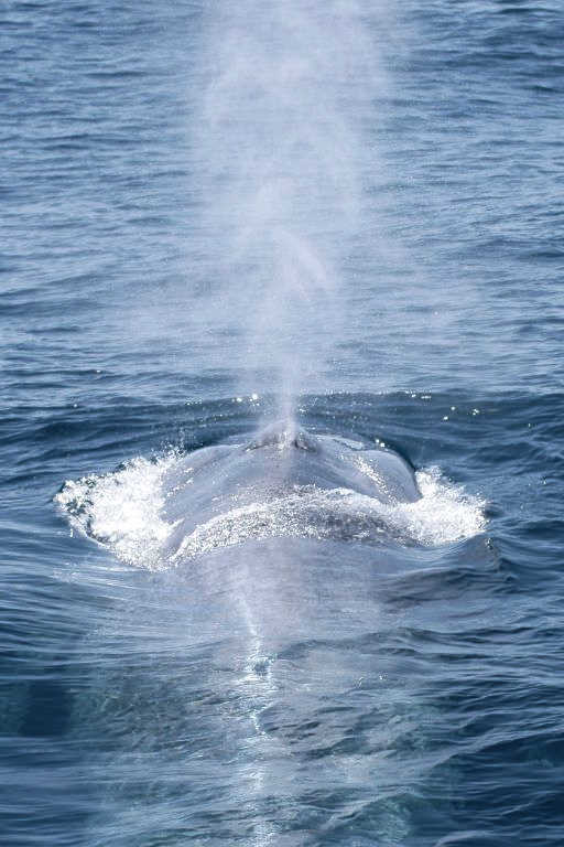 Blue whale breathing through its blowhole