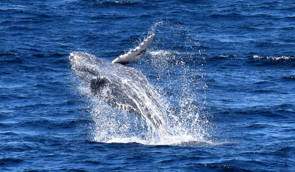 A breaching humpback whale in Cabo San Lucas, Mexico