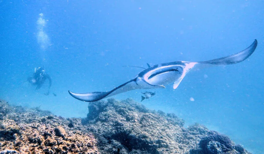 Diving with manta rays at Minjerribah, Australia