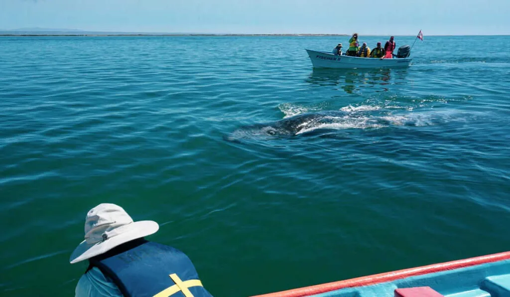 Gray whale in San Ignacio Bay, Mexico